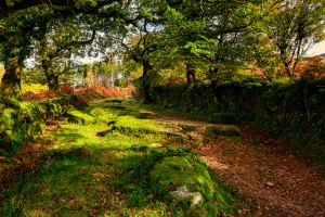 Burrator, Dartmoor, Devon.